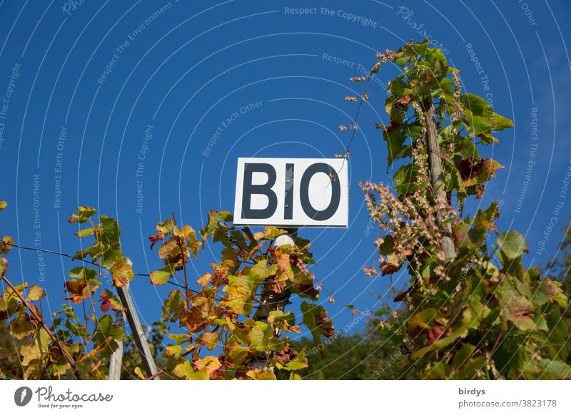 Biowein, Schild mit der Aufschrift " BIO " in einem Wingert, wolkenloser Himmel. Biologische Landwirtschaft Biologischer Weinanbau Bioprodukte Weinreben Weinbau