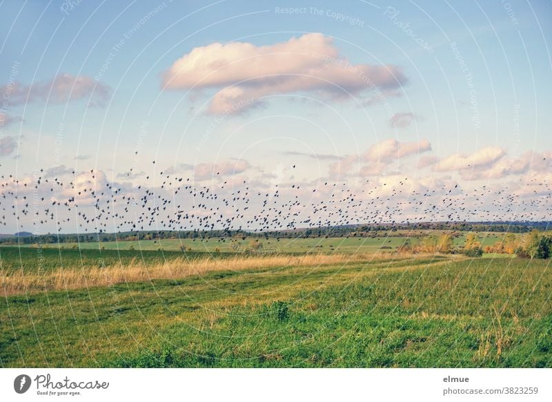Tausende von Staren sammeln sich auf den Feldern, um sich noch Energiereserven für den Vogelzug gen Süden anzufuttern. Schwarm Singvogel Feldrain Herbst Futter