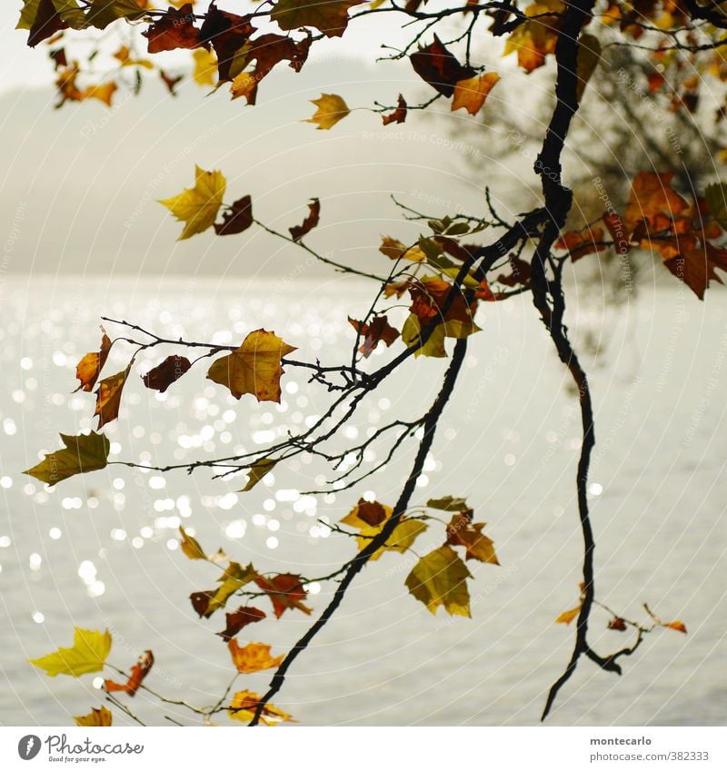 Ick gloob ick spinne | es herbstelt Umwelt Natur Pflanze Wasser Sonnenlicht Herbst Schönes Wetter Blatt Grünpflanze Wildpflanze Seeufer Bodensee einfach nah