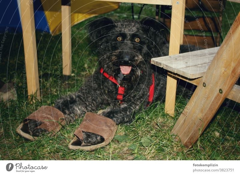 schwarzer Hund mit wachem skurrilem Blick und großen Sandalen an den Pfoten Tierporträt Haustier Hunde Tierliebe Hundeliebe menschlich Mensch mit tier
