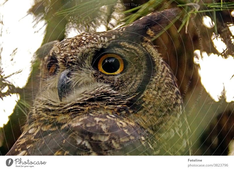 Big Uhu is watching you - oder ein großer Uhu schaut sich aufmerksam um. Tier Eulenvögel Farbfoto Wildtier Vogel Außenaufnahme 1 Tierporträt Tag Blick