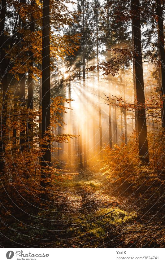 Herbstlicht herbstlich Herbstlaub orange Nebelwald Wald Sonnenstrahlen Bäume Sonnenlicht Warmes Licht Buchenwald Blätter Bayern Bayerischer Wald Hoffnung