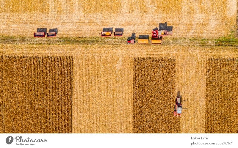 Draufsicht auf das Team landwirtschaftlicher Erntehelfer bei der Ernte von reifem Mais auf dem Feld, Maisfeld oben Antenne Ackerbau Agronomie Ladung Müsli