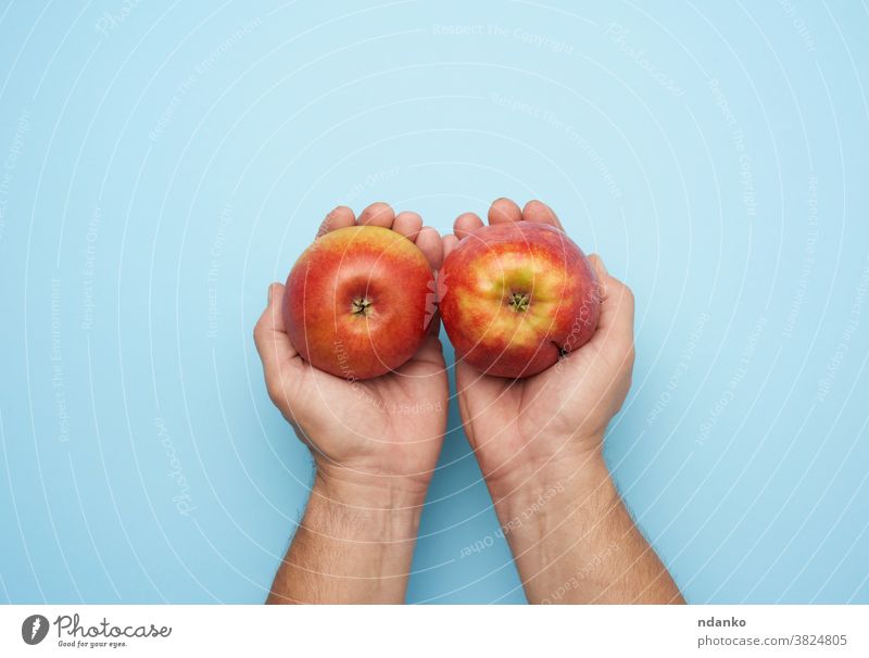 zwei männliche Hände halten einen reifen roten Apfel auf blauem Hintergrund Erwachsener Arme Nahaufnahme Diät Lebensmittel frisch Frische Frucht geben Geben