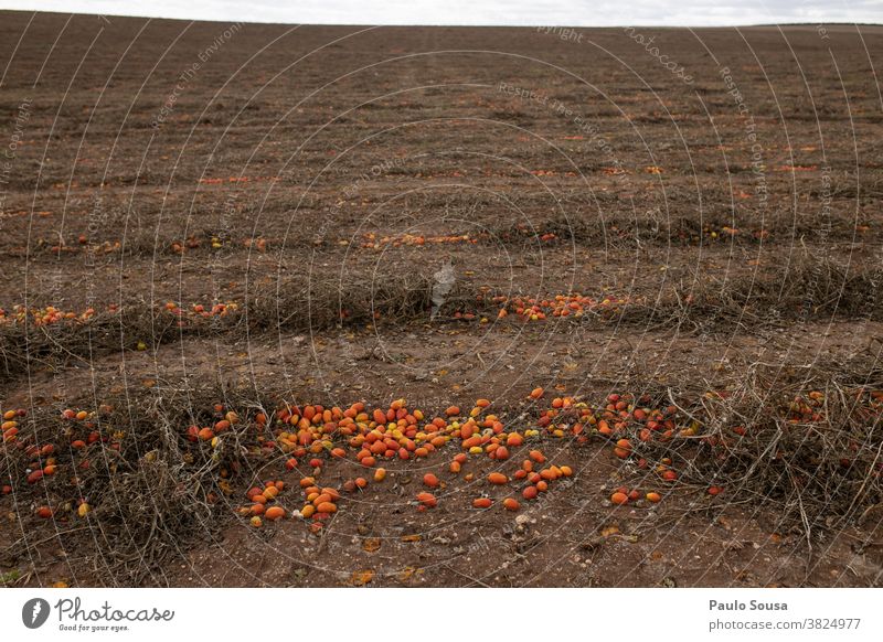 Verschwendete Tomaten auf dem Feld Feldfrüchte Ernte Erntezeit Abfall verschwendet Ackerbau Nutzpflanze Industrie Wirtschaft Landschaft Außenaufnahme Natur