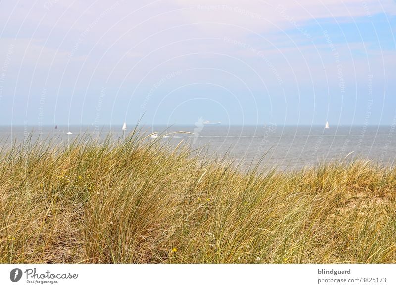 Ich könnte vor allem jetzt etwas Meer vertragen! Nordseeküste Belgien Strand Dünen Ebbe Flut Sommer Gras Dünengras Segel Segler Blau Gelb Grün Himmel Wolken