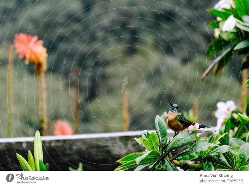 Kolibri klein Vogel bunt Natur Schnabel Südamerika Tropen Blüte Blüten orange Kolumbien Zaun unscharfer Hintergrund Tiefenunschärfe Vögelchen grün