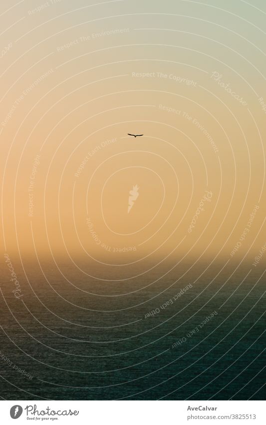 Einsame Möwe fliegt über den Horizont mit einem grünen Ozean darunter Meereslandschaft beleuchtet im Freien Sonne Sonnenlicht Natur Sonnenaufgang