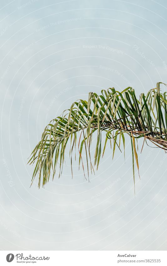 Eine einzelne Palme auf weißem Hintergrund Pflanze grün Natur im Freien abschließen Wachstum Umwelt Frühling Baum niemand Farbbild pulsierend Sonnenlicht