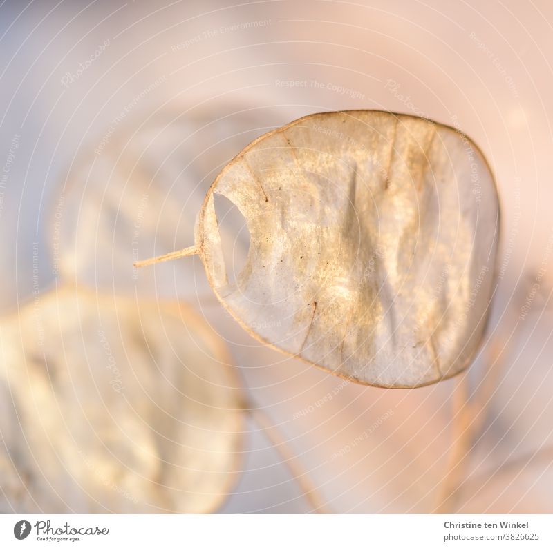 golden glänzendes Samenschötchen des einjährigen Silberblattes / Lunaria annua. Nahaufnahme mit schwacher Tiefenschärfe. Gartensilberblatt Silberling