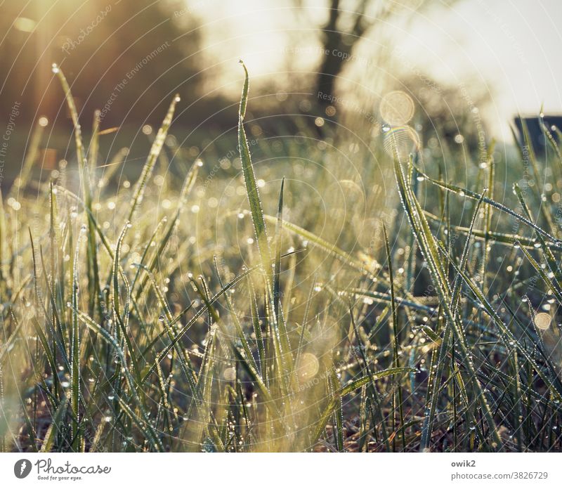 Goldenes Vlies Morgentau flimmern Rasen nasses Gras funkeln Wachstum Umwelt Garten Makroaufnahme Froschperspektive leuchten geheimnisvoll Tautropfen Tropfen
