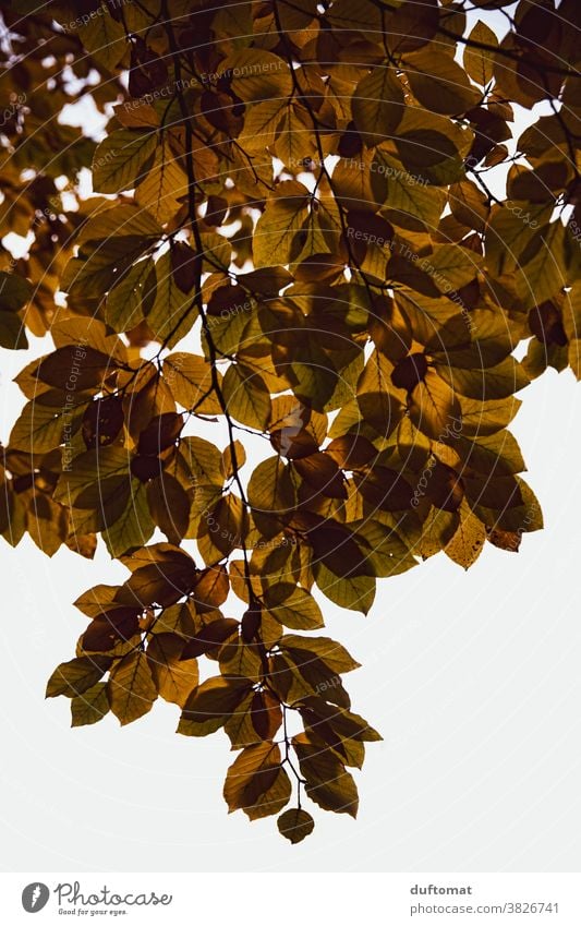 Hängender Zweig mit Herbstlaub Blätter Laub Natur herbstlich Herbstfärbung Herbstbeginn Blatt Außenaufnahme Baum Vergänglichkeit Wandel & Veränderung