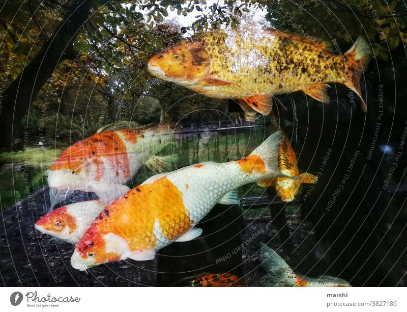 KoiKarpen fische aqurium koikarpfen wasser tierwelt spiegelung bäume herstblich aquaristik tierpark zucht karpen