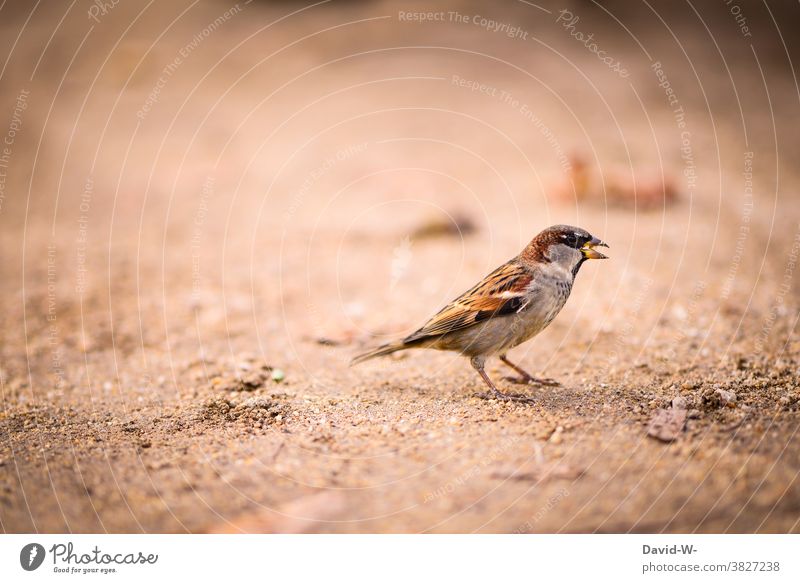 Spatz mit einem Korn im Schabel Vogel Schnabel fressen Boden Detailaufnahme Schnappschuss Tier
