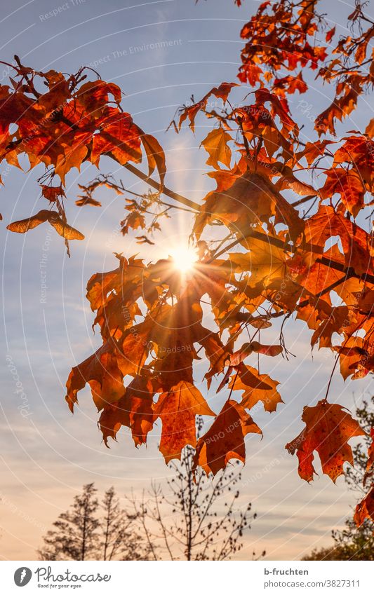 Rote Herbstblätter im Sonnenlicht Blatt Natur Baum Wald Außenaufnahme Menschenleer Sonnenstrahlen Gegenlicht Schönes Wetter ruhig Blätter rot Abendlicht