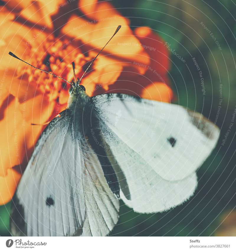 Kleiner Kohlweißling genießt die warmen Sonnenstrahlen im Oktober kleiner Kohlweißling Schmetterling Falter Edelfalter Tagfalter Pieris rapae Weißling