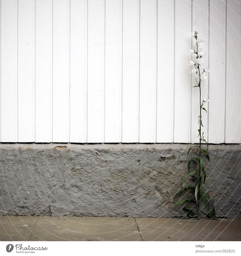 graphisch | Wuchs am Bau Sommer Blume Wildpflanze Glockenblume Garten Menschenleer Mauer Wand Fassade Terrasse Bretterzaun Holzfassade Betonwand Sockel Linie