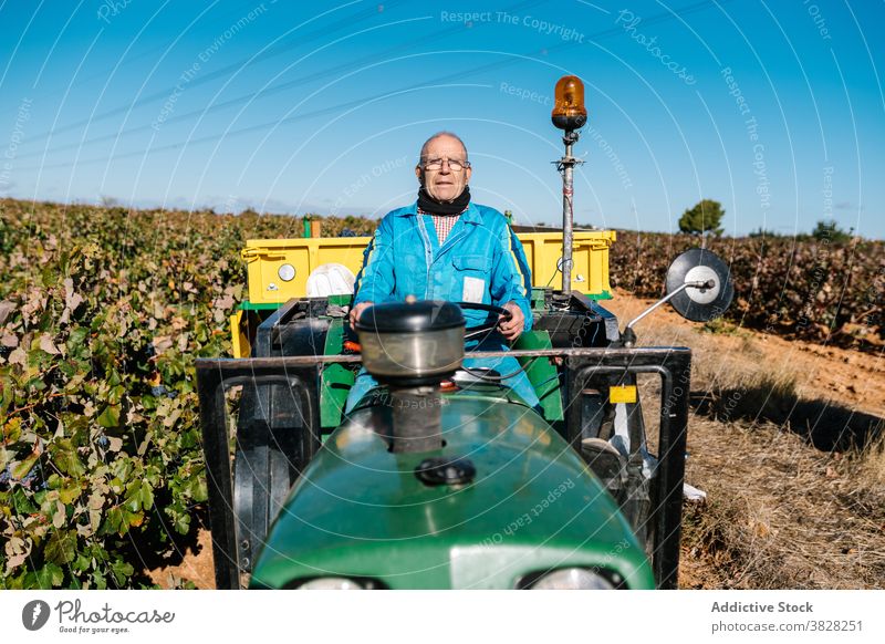 Winzer fährt Gartentraktor in den Weinbergen im Sommer Laufwerk Traktor Gartenbau kultivieren Fahrzeug Bauernhof Blauer Himmel Mann Brille Gärtner Ernte