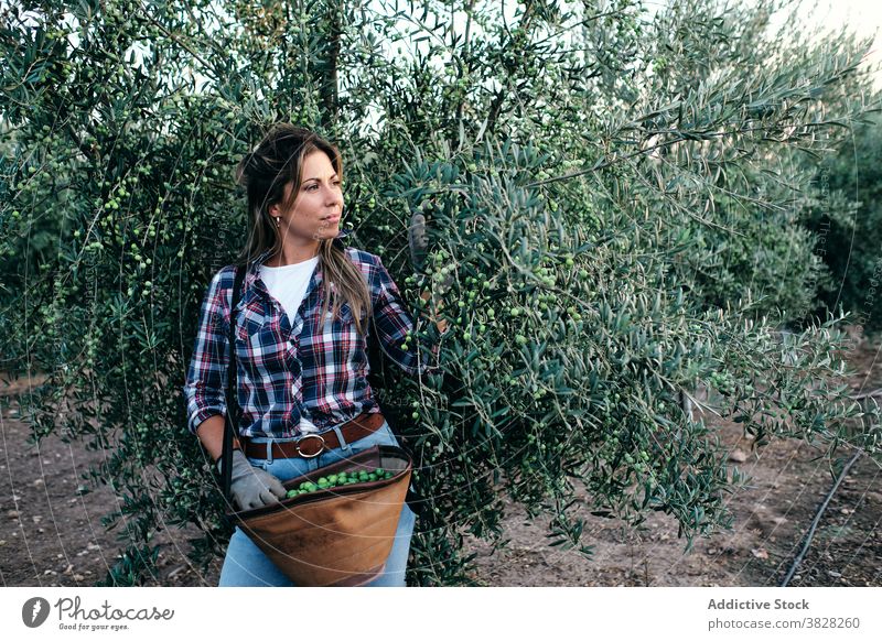 Frau erntet Oliven auf dem Bauernhof Landwirt oliv Ernte pflücken abholen Schonung Ackerbau Baum ländlich Pflanze Erwachsener Kleinunternehmen Besitzer Arbeit