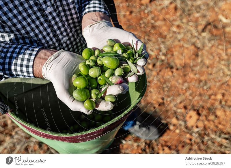 Landwirt mit reifen grünen Oliven im Beutel Handvoll Frucht oliv Agronomie Ernte Bauernhof Vitamin Garten Natur abholen kultivieren Saison Schonung organisch