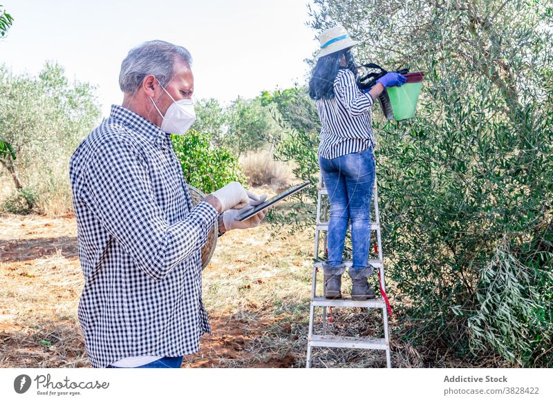 Älterer Mann mit Tablette in der Nähe von Frau sammeln Früchte im Garten Landwirt COVID Ackerbau pflücken benutzend Schonung Ernte Frucht Arbeit Pflanze Feld