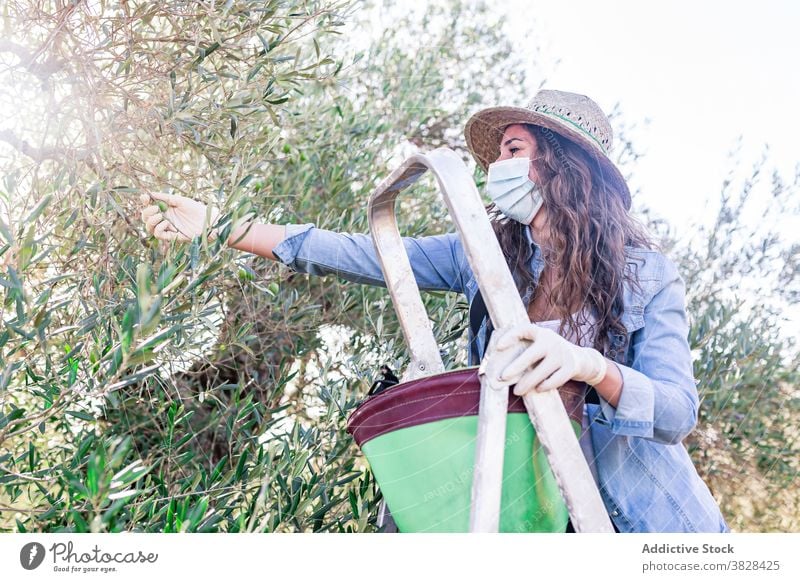 Junge Frau steht auf einer Leiter und sammelt Früchte Landwirt Mundschutz pflücken reif Frucht oliv kultivieren Schonung COVID19 Coronavirus Bauernhof Bund 19