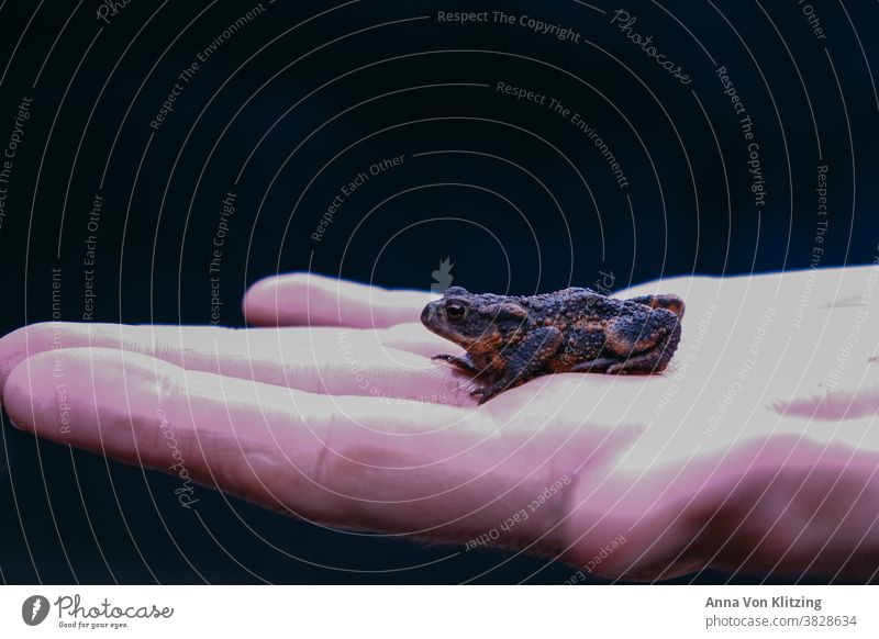 Froschkönig Kröte Hand Handfläche klein hüpfen Tier Tierporträt Kontrast