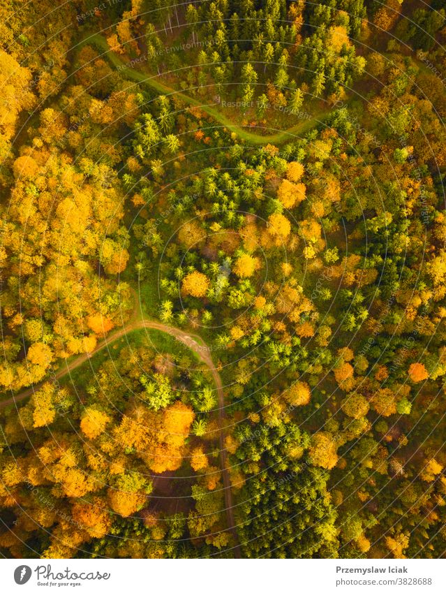 Luftaufnahme des Herbstwaldes in der Südsteiermark Grünes Herz von Österreich Wald Hintergrund Baum Wälder alpin Natur Ansicht von oben Blatt farbenfroh