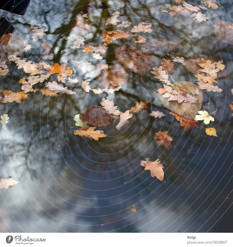 drunter und drüber - herbstlich gefärbte Blätter schwimmen auf dem Wasser, in dem sich ein kahler Baum, Himmel und Wolken spiegeln Laub Blatt Herbst Eichenblatt
