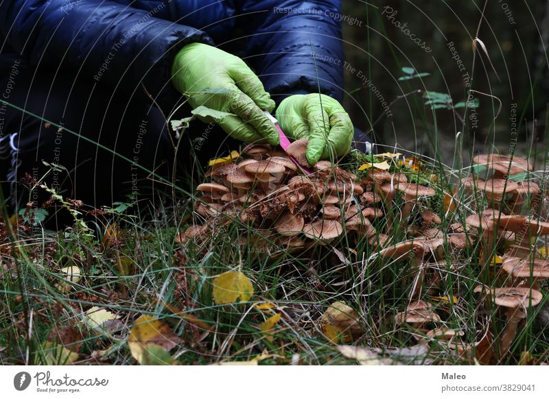 Pilzsammler schneidet Champignons mit einem Messer Waldlichtung Frauen Blick grün Aktivität braun abholen geschnitten frisch menschlich natürlich organisch