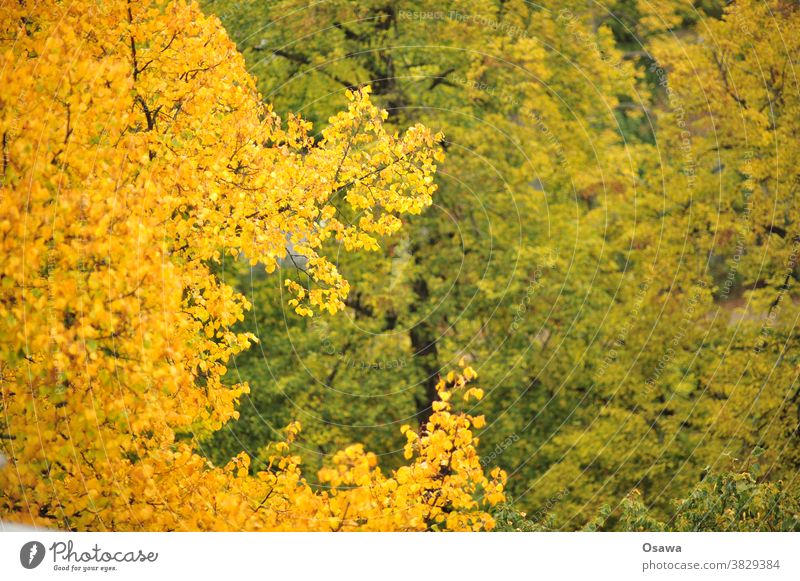 Herbstlaub Laub Bäume gelb orange grün Äste Zweige Baumkrone Pflanze Zweige u. Äste Natur Außenaufnahme Menschenleer Blatt Farbfoto Tag geringe Tiefenschärfe