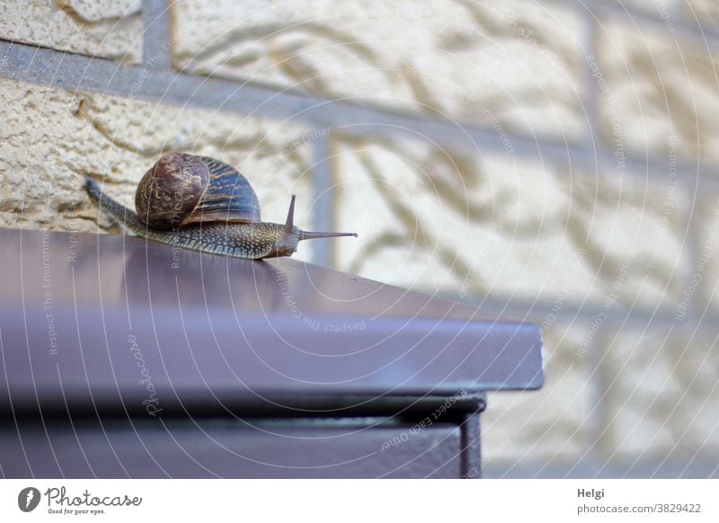Schneckenpost - Weinbergschnecke kriecht auf einem Briefkasten herum Tier Kriechtier Wand Metall Klinker kriechen Schneckenhaus Fühler langsam Natur