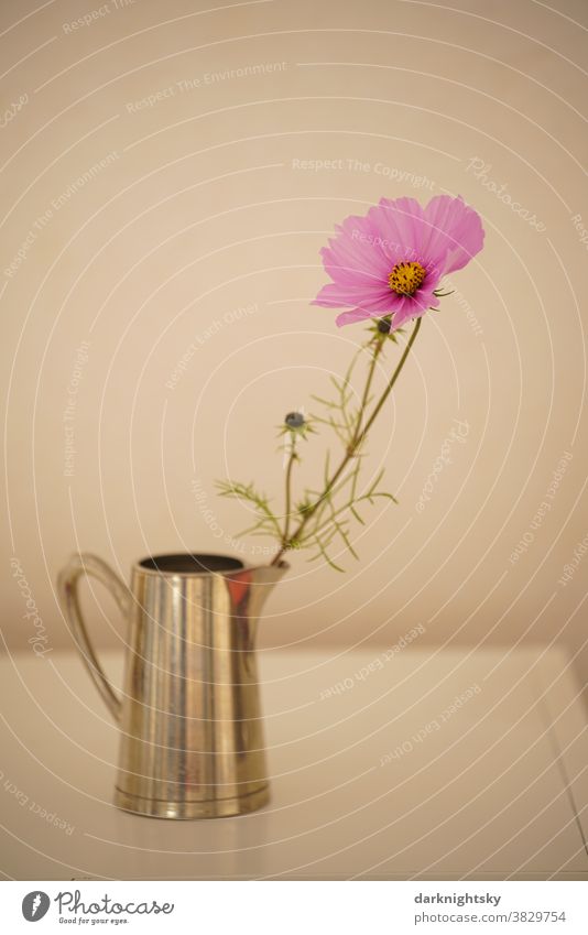 Einzelne Kosmeen Blume in Blüte in einer Vase in Form eines Metall Kruges Kanne Cosmos Blume pink farbige farbene grün Natur Pflanze Innenaufnahme Nahaufnahme