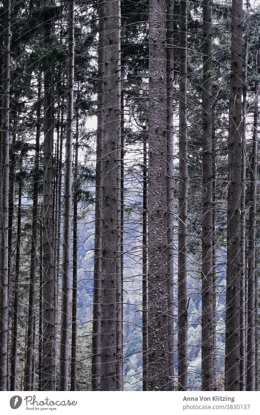 Wald Bäume Baumstamm baumstämme Holz Natur Umwelt Außenaufnahme Menschenleer Forstwirtschaft Farbfoto Nadelwald Nadelbaum braun Klimawandel Umweltschutz
