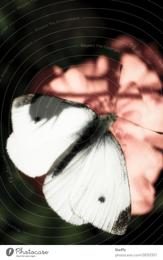 Schmetterling auf einer Herbstblume Falter kleiner Kohlweißling Weißling Edelfalter Flügel Leichtigkeit Stille Tagfalter lichtvoll besonderes Licht