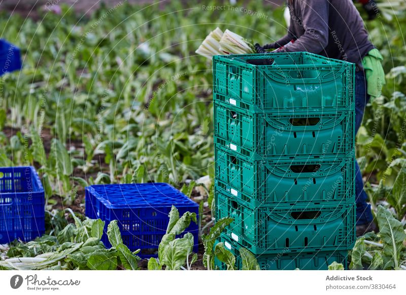 Landwirt beim Ernten von Gemüse in der Kiste abholen Ackerbau Bauernhof Mann Salat Kunststoff Container Kasten männlich reif Schonung organisch Landschaft Feld