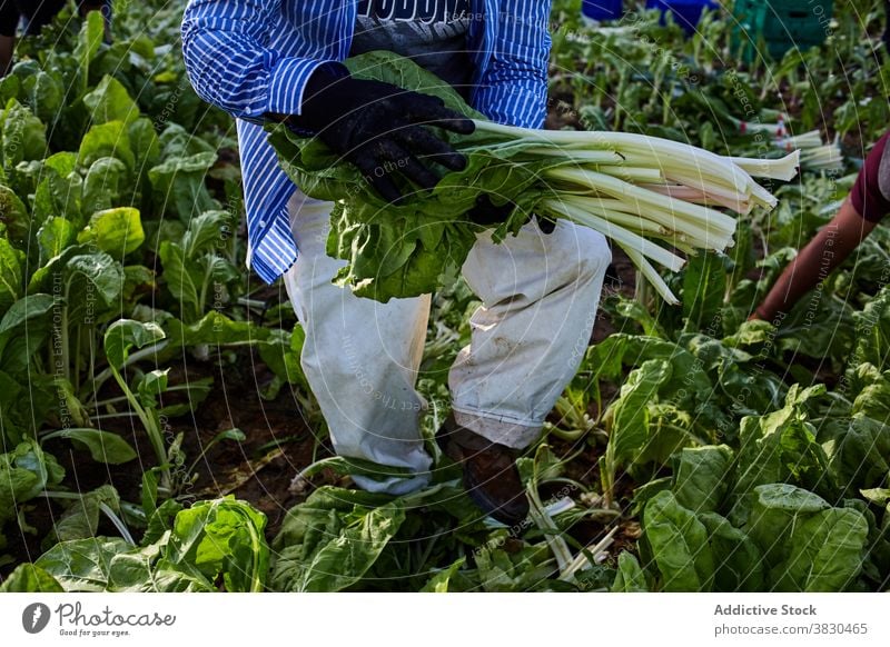 Ernte Mann erntet grünen Salat auf dem Bauernhof abholen pflücken Arbeiter Ackerbau reif Schonung männlich Sommer Landwirt ländlich Landschaft kultivieren