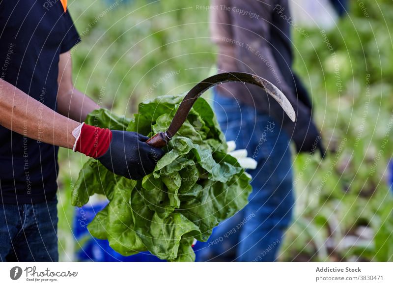 Ernte Mann mit grünen Pflanzen auf landwirtschaftlichen Betrieb abholen Saison Landwirt Salat Bauernhof Ackerbau Haufen männlich frisch Landschaft reif ländlich