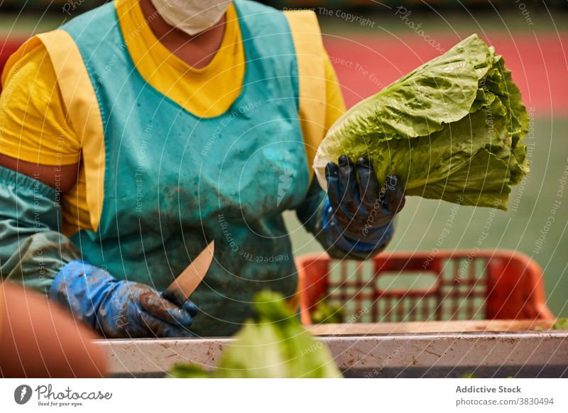 Ernte Frau arbeitet auf landwirtschaftlichen Betrieb geschnitten Salat Bauernhof Arbeit Landwirt Stumpf Landschaft Ackerland Pflanze reif vorbereiten organisch