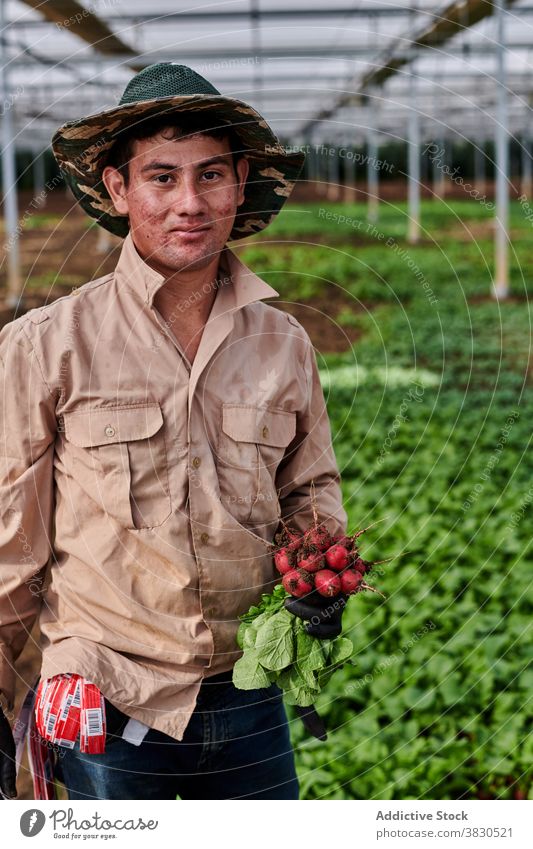 Lächelnder Bauer mit reifem Rettich auf dem Bauernhof Gemüse Landwirt Mann Arbeiter Freude Haufen frisch lecker männlich Gewächshaus Pflanze Ackerbau organisch