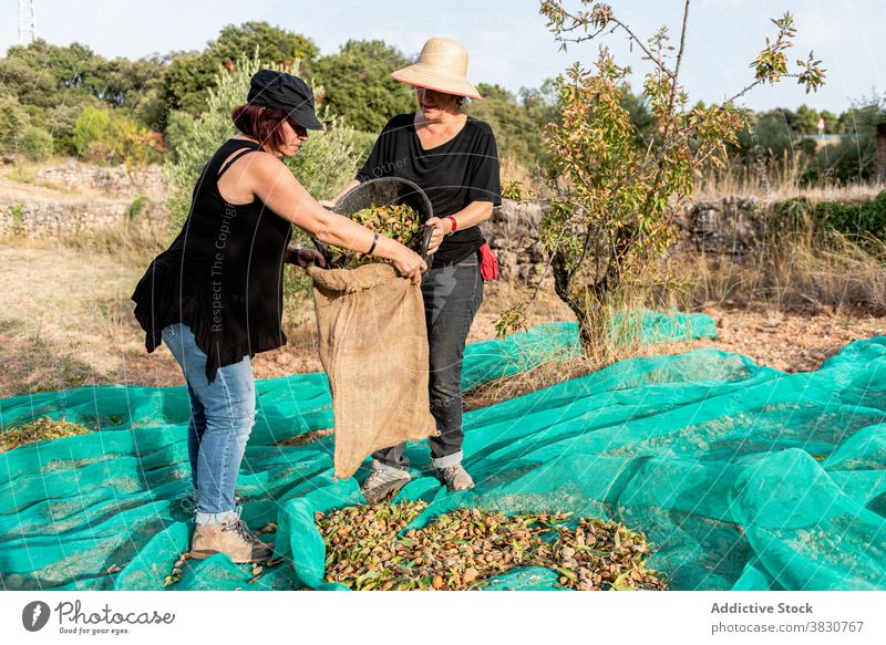 Frauen pflücken Nüsse im Ackerland Nut Landwirt setzen Eimer Tasche ineinander greifen Landschaft abholen Garner Beruf Ineinandergreifen Netz Ernte Arbeit