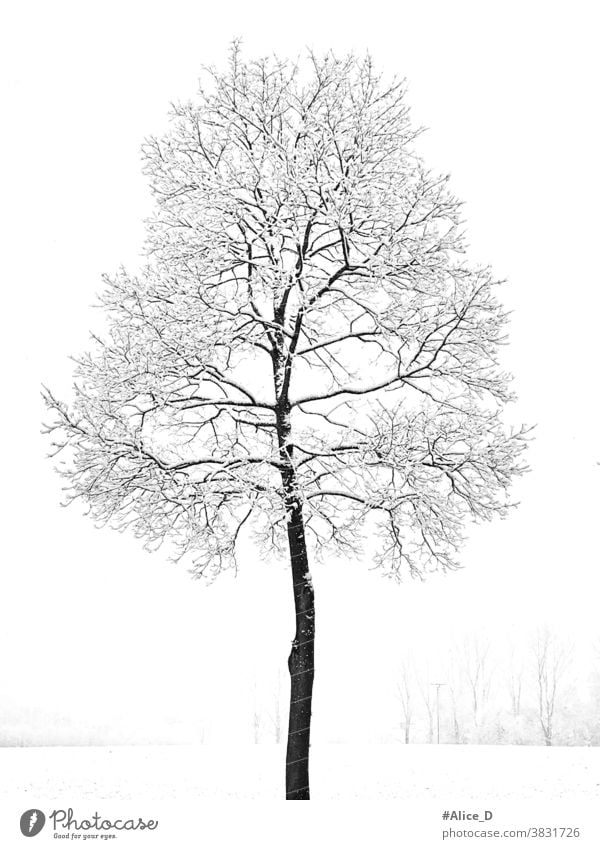 Blattloser Junge Ahorn Baum mit Schnee bedeckt in verschneite Winterlandschaft weiß Wetter Tapeten-Textur Saison malerisch eine Natur einsam kalt Tag Feld leer