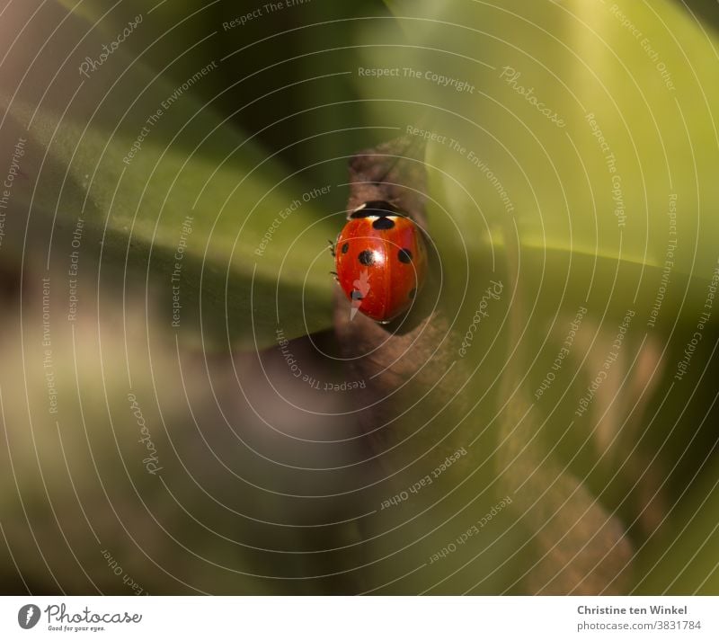 Das Glück suchen und finden...    Marienkäfer versteckt zwischen grünen Blättern Glücksbringer klein rot hübsch Käfer Tier 1 Natur Insekt krabbeln