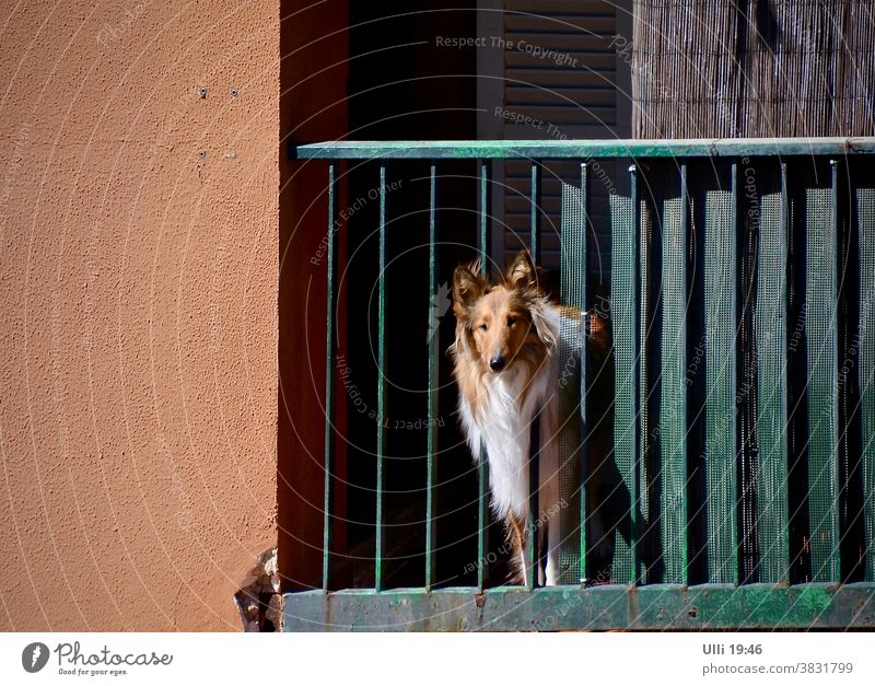 Collie guckt traurig in Richtung Freiheit. Haus Balkon Hauswand Geländer Hund Hundeblick Sehnsucht Neugier neugierig Sehnsucht nach Spass Freiheitsdrang
