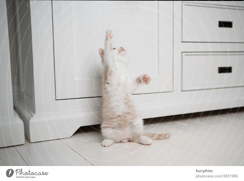 Süßes Britisch Kurzhaar Kätzchen spielend Katze Haustiere britische Kurzhaarkatze Ein Tier Rassekatze Katzenbaby katzenhaft fluffig Fell niedlich bezaubernd