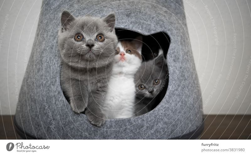 neugierige Gruppe von Kätzchen zusammen in Haustierhöhle Katze Haustiere britische Kurzhaarkatze Tiergruppe Katzengruppe Rassekatze Katzenbaby katzenhaft
