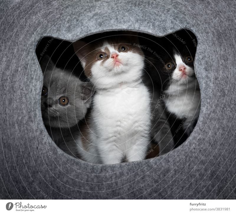 drei neugierige Kätzchen nebeneinander im Inneren der Katzenhöhle Haustiere britische Kurzhaarkatze Tiergruppe Katzengruppe Rassekatze Katzenbaby katzenhaft