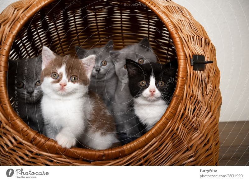 Gruppe von niedlichen Britisch-Kurzhaar-Kätzchen in einem Korb Katze Haustiere britische Kurzhaarkatze Tiergruppe Katzengruppe Rassekatze Katzenbaby katzenhaft