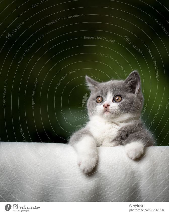 süßes Kätzchen beugt sich über Sofakante und schaut neugierig Katze Haustiere britische Kurzhaarkatze Ein Tier Rassekatze Katzenbaby katzenhaft fluffig Fell