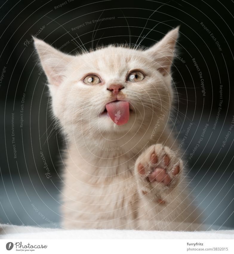 süßes Kätzchen leckt Fensterscheibe Katze Haustiere britische Kurzhaarkatze Ein Tier Rassekatze Katzenbaby katzenhaft fluffig Fell niedlich bezaubernd schön